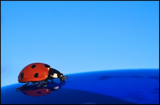 Février 2012  - Mickmac
Fevrier 2012  - Mickmac
