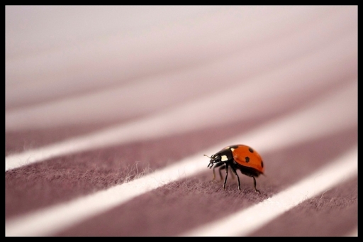 2012-04-05 / Mickmac
Par : Mickmac  [ Macro et proxi-photo ]
