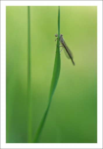 Juin 2012 - Romulus
Juin 2012 - Romulus
