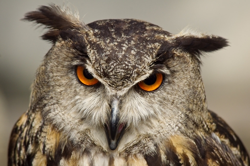 2014-06-05 /  rastalaly
rastalaly   [ Zoo & parcs animaliers ]
