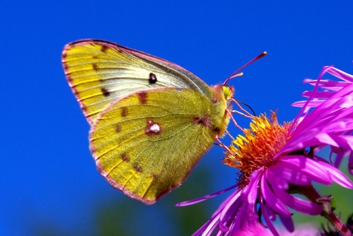 Septembre 2012 - papy57
Septembre 2012 - papy57
