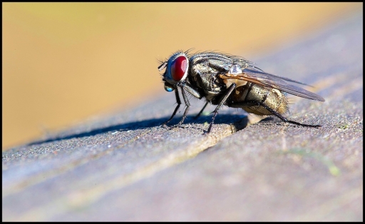 Octobre 2012 -Mickmac
Octobre 2012 - Mickmac
