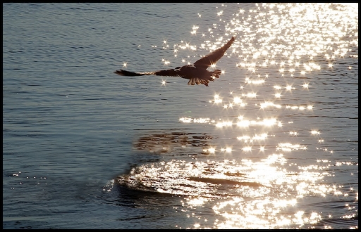 2013-02-28 / Mickmac  
Mickmac  [ Faune sauvage ]
