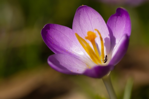 2013-03-07 / Hermès 
Hermes   [ Fleurs ]
