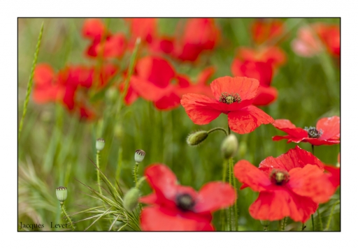 2013-05-16 / Pech_les oies
Pech_les oies   [ Fleurs ]
