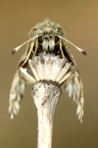 2014-03-26 / olilignan 
olilignan  [ Macro et proxi-photo ]
