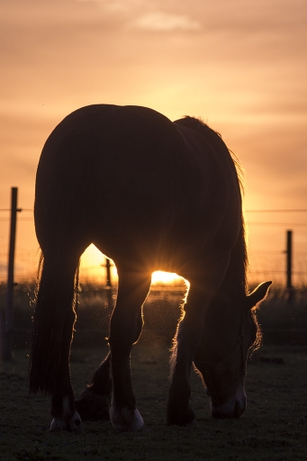 2014-07-26 / elficologue
elficologue  [ Animaux de la ferme ]

