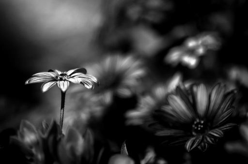 2014-08-14 / olilignan 
olilignan   [ Noir et Blanc, Sepia et desaturation partielle ]

