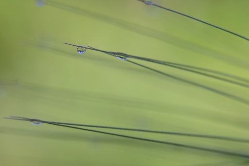 Juin 2012 - sorcier
Juin 2012 - sorcier
