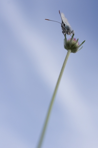 2015-01-17  /  Netgabe
Netgabe  " L'Argus bleu "  
