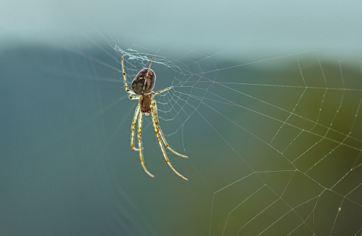 2014-09-23 / Kobaia
Kobaia   [ Macro et proxi-photo ]
