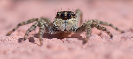 Juin 2012 - dedales
Juin 2012 - dedales
