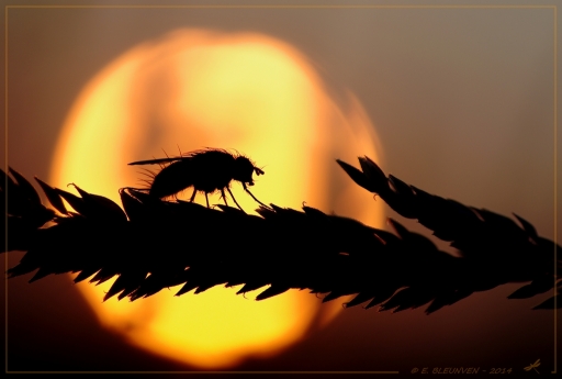 2014-12-27 / torr penn
torr penn     [ Macro et proxi-photo ]
