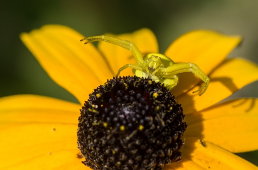 2014-12-20 / LeBernard 
LeBernard   [ Macro et proxi-photo ]
