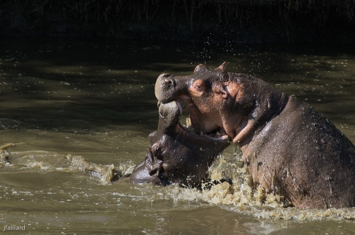 2014-01-30 / jfaillard
jfaillard   [ Faune sauvage ]
