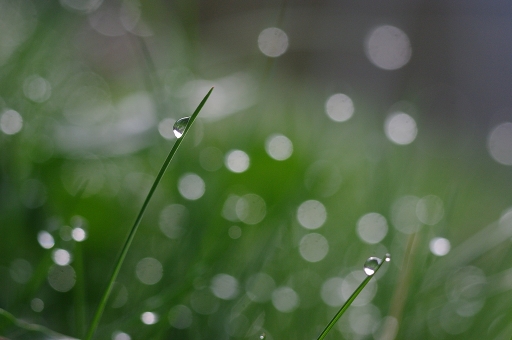 2013-04-11 / sorcier 
sorcier  [ Gouttes ]
