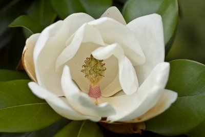 2008-12-31 / Telgar
Par : Telgar   [ Fleurs ]
