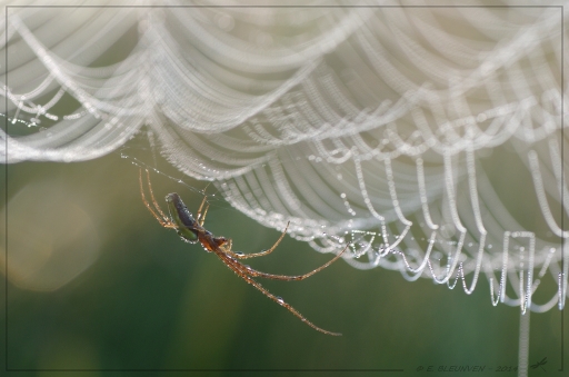 2014-07-01 / torr penn
torr penn   [ Macro et proxi-photo ]
