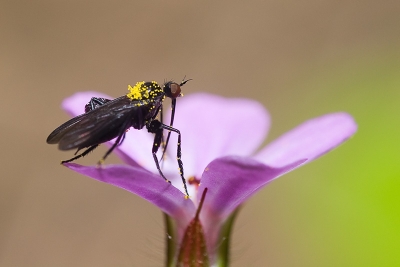 2009-05-14 / tryphon4
Par : tryphon4 	/  [ Macro ] 
