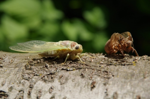 2013-06-27 / leech
leech  [ Macro et proxi-photo ]
