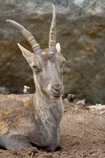 2011-03-03 / lune15
Par : lune15  [ Zoo & parcs animaliers ]
