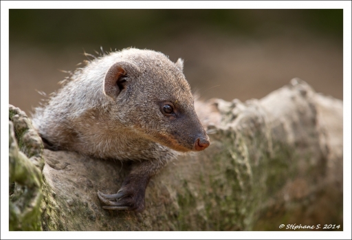 2014-10-14 / MouLaG Ofr
MouLaG Ofr  [ Zoo & parcs animaliers ]
