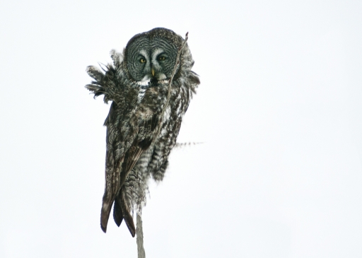 2014-07-18 / ramiot
ramiot  [ Faune sauvage ]
