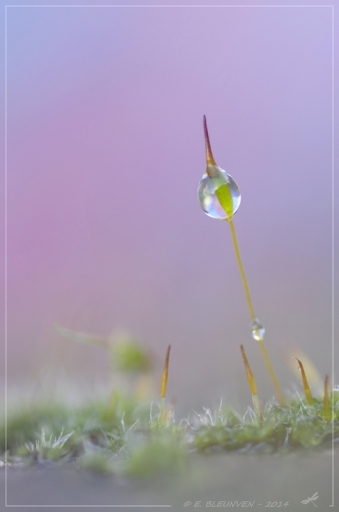 2014-07-13 / torr penn
torr penn  [ Gouttes ]
