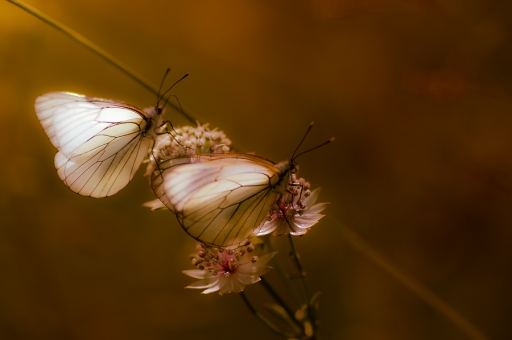 2014-11-01 / SerDeber
SerDeber   [ Macro et proxi-photo ]
