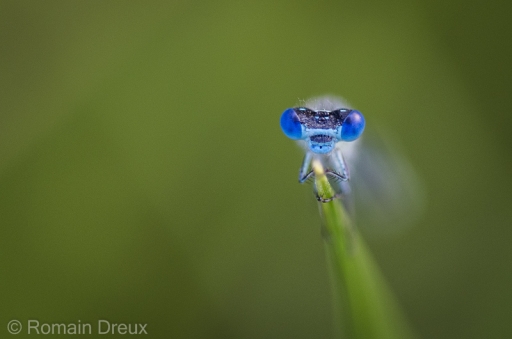 2014-06-16 / romain31
romain31   [ Macro et proxi-photo ]

