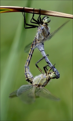 2010-08-26 / JoCar 
Par JoCar   [ Macro et proxi-photo ] 
