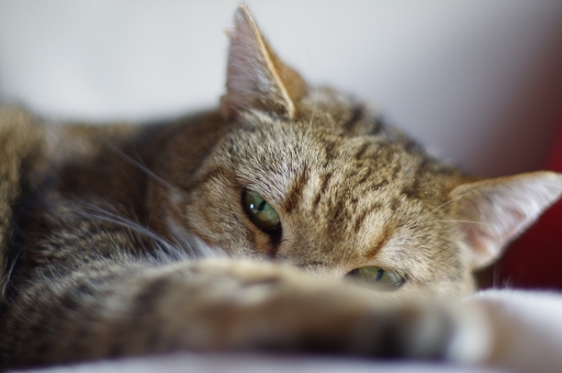 2011-03-23 / SATURNE
Par : SATURNE   [ Animaux de compagnie ]
