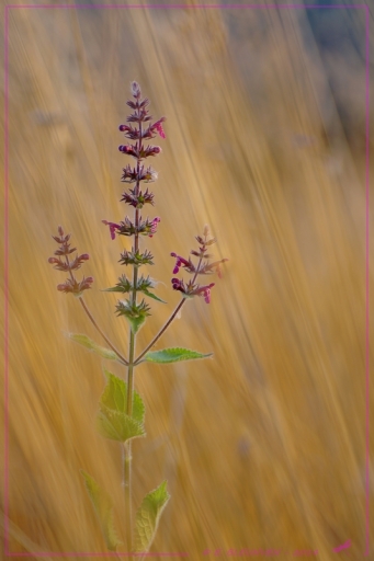2014-10-09 /  torr penn
torr penn   [ Fleurs ]
