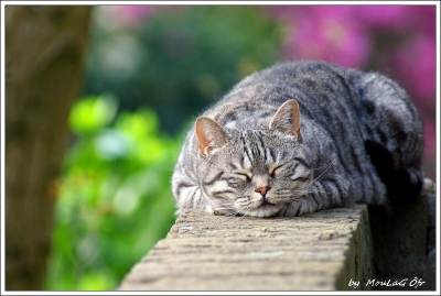 2009-09-17 / Moulag Ã”fr 
Par : Moulag Ofr    [ Animaux de compagnie ]
