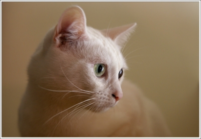 2010-09-02  / lusitano4
Par : lusitano4    [ Animaux de compagnie ] 
