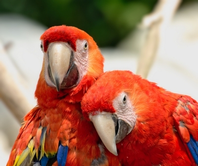 2008-09-18/azhago
par: azhago   [ Zoo & parcs animaliers ]
