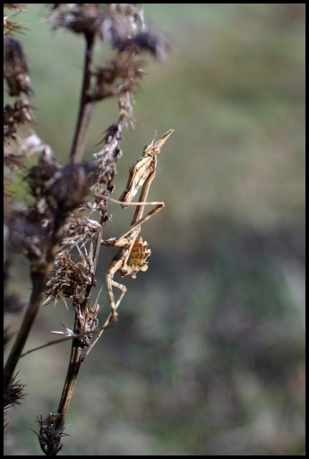 Decembre 2011 - olilignan 
Decembre 2011 - olilignan 
