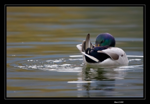 2010-11-04 / randos74
Par : randos74  	 [ Faune sauvage ] 
