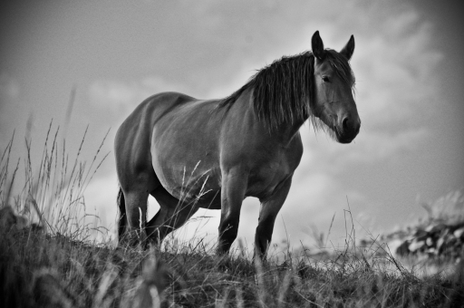 2011-12-15 / luky135
Par : luky135 [ Noir et Blanc, Sepia et desaturation partielle ]
