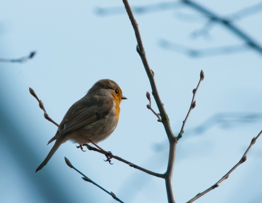 2012-03-22 /Iancurtis  
Iancurtis   [ Faune sauvage ]
