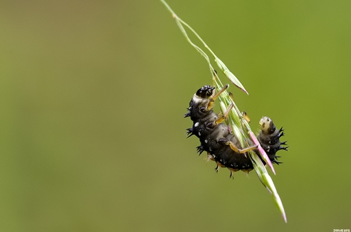 Juin 2012 - zorus
Juin 2012 - zorus
