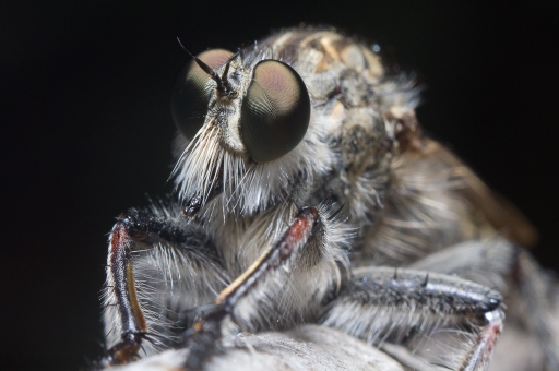 Juillet 2012 - phoenix 
Juillet 2012 - phoenix 
