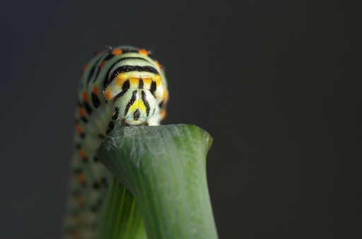 Juillet 2012 - olilignan
Juillet 2012 - olilignan
