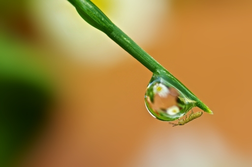 2011-11-10 / Marceline 
Par :Marceline     [ Macro et proxi-photo ]
