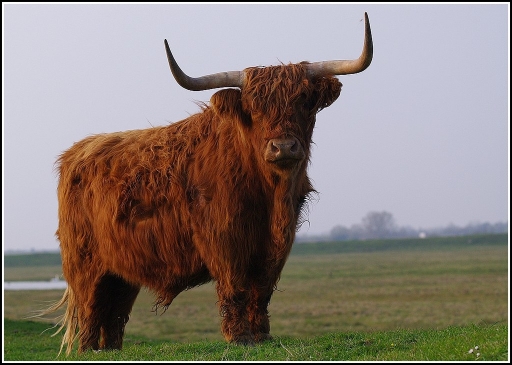 2011-03-31 / jacquo
Par : jacquo     [ Animaux de la ferme ]
