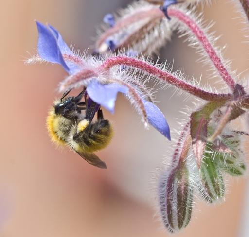 2011-12-01 /miczfr 
Par : miczfr     [ Macro et proxi-photo ]
