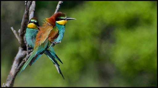 2013-05-30 / lolo26
lolo26  [ Faune sauvage ]
