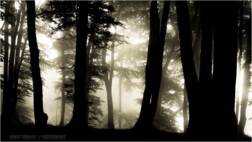 2014-07-08 / génépi 
genepi [ Arbres / Forets / Vegetation]

