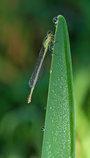 Novembre 2012 - dedales
Novembre 2012 - dedales
