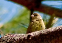 Nom du fichier=090419063302332063509986.jpg
Taille du fichier=124Ko
Dimensions : 700x485
Ajouté le : 06 Mai 2009 090419063302332063509986.jpg